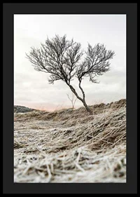 Photograph of lone tree on frosty heath, muted color tones-4