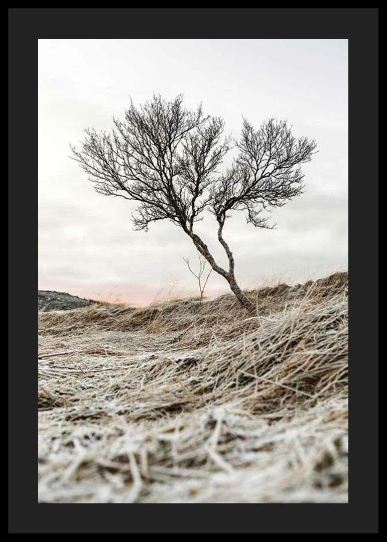 Photograph of lone tree on frosty heath, muted color tones-12