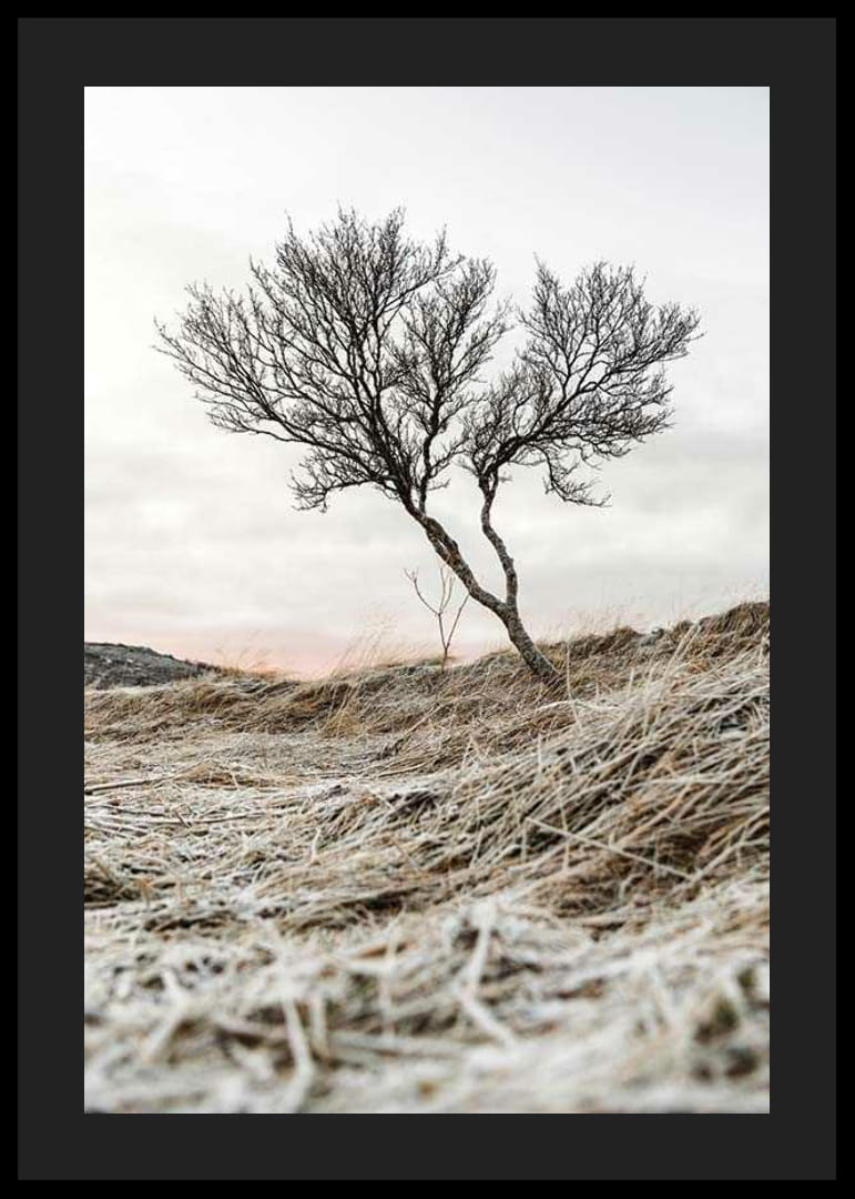 Fotografia osamelého stromu na mrazivom vresovisku, tlmené farebné tóny-12