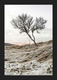 Fotografia osamelého stromu na mrazivom vresovisku, tlmené farebné tóny-5