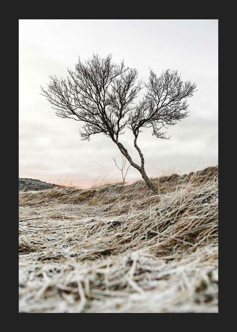 Fotografia osamelého stromu na mrazivom vresovisku, tlmené farebné tóny-12