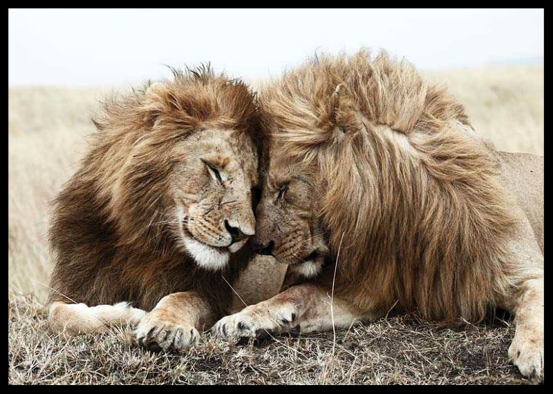 Photograph of two male lions resting close together-12