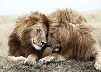 Photograph of two male lions resting close together-7