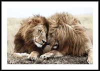Photograph of two male lions resting close together-0