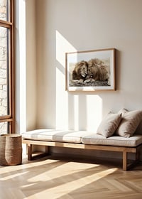 Photograph of two male lions resting close together-8