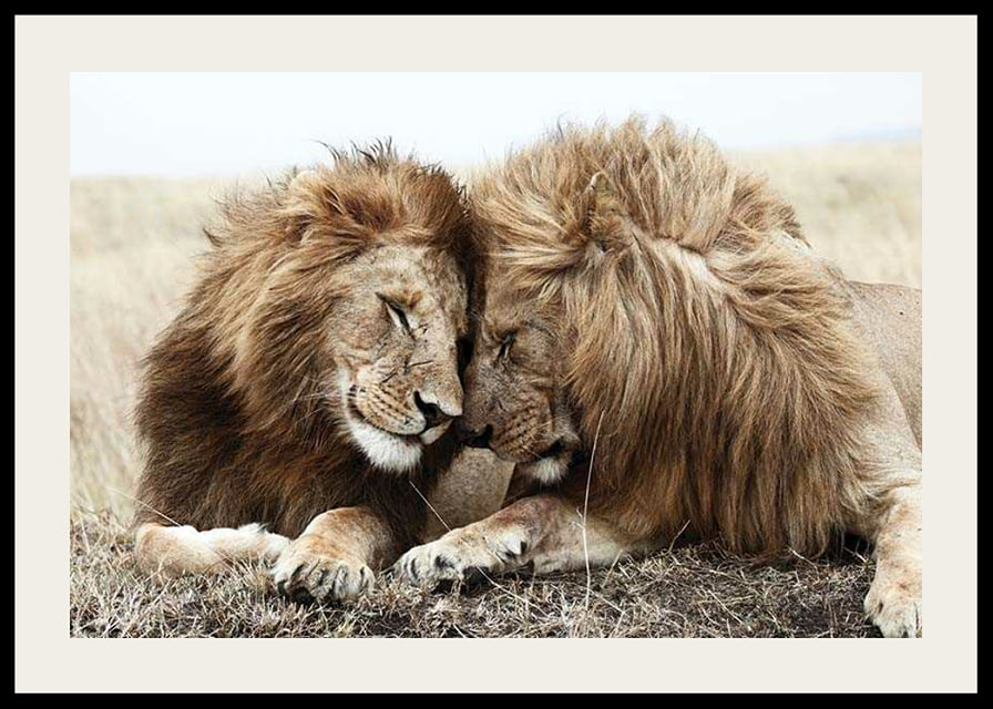 Photograph of two male lions resting close together-12