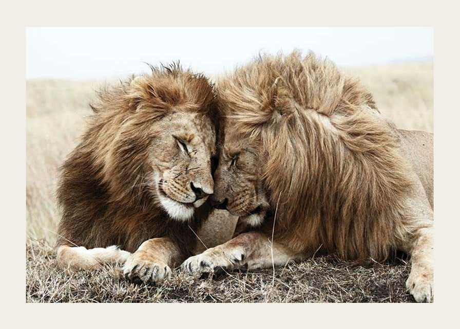 Photograph of two male lions resting close together-12
