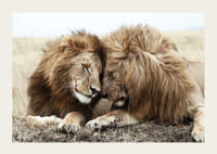 Foto von zwei männlichen Löwen, die dicht beieinander ruhen-3