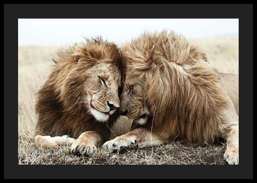 Photograph of two male lions resting close together-12