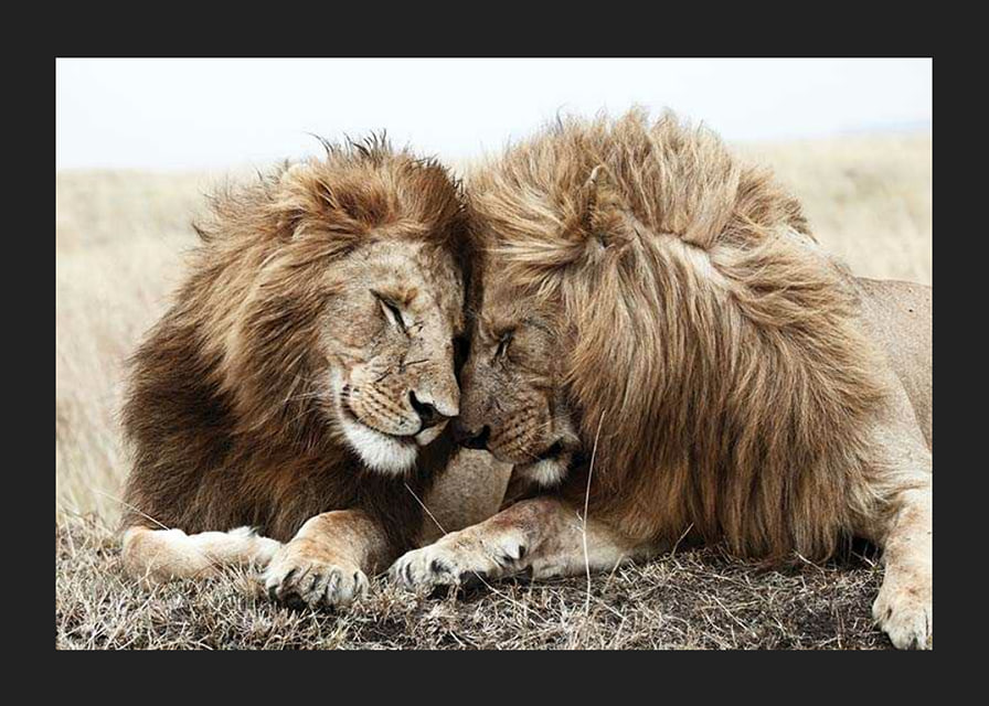 Photograph of two male lions resting close together-12