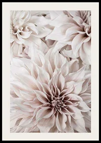 Close-up of light pink dahlias with soft petals-2
