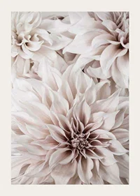 Close-up of light pink dahlias with soft petals-3