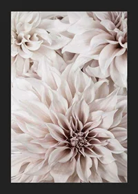 Close-up of light pink dahlias with soft petals-5