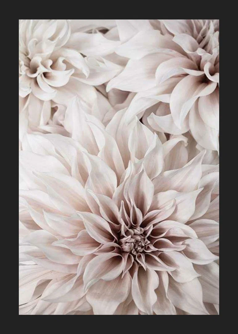 Close-up of light pink dahlias with soft petals-12