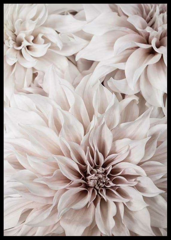 Lähikuva vaaleanpunaisista daalioista pehmeillä terälehdillä-12