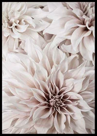 Close-up of light pink dahlias with soft petals-6