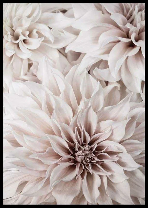 Close-up of light pink dahlias with soft petals-12