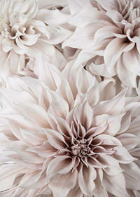 Lähikuva vaaleanpunaisista daalioista pehmeillä terälehdillä-7