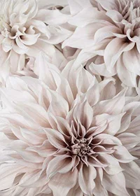 Close-up of light pink dahlias with soft petals-7