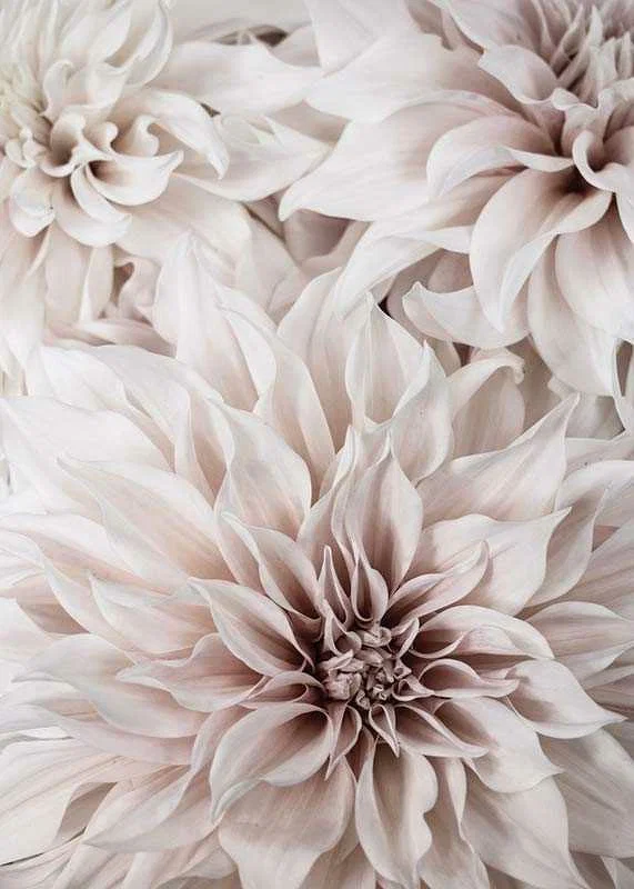 Close-up of light pink dahlias with soft petals-12