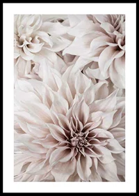 Close-up of light pink dahlias with soft petals-0