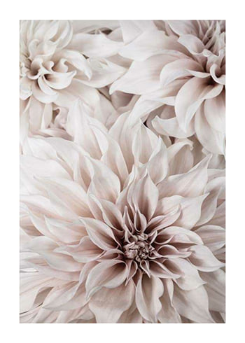 Poster Pink Shaded Flowers