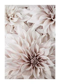 Close-up of light pink dahlias with soft petals-1