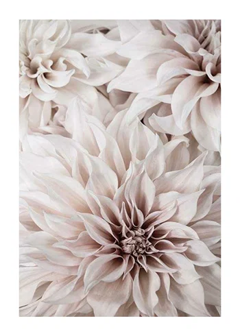 Poster Pink Shaded Flowers