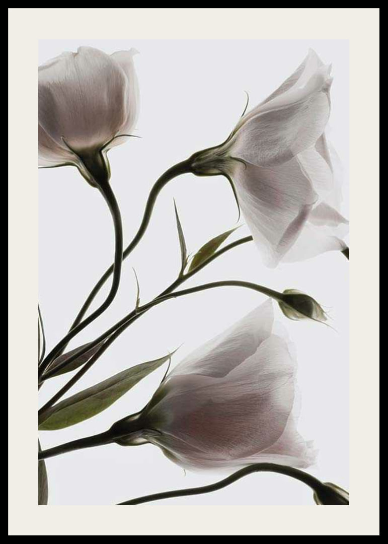 Primo piano fotografico di tre fiori bianchi su uno sfondo chiaro-12