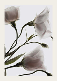 Primo piano fotografico di tre fiori bianchi su uno sfondo chiaro-3