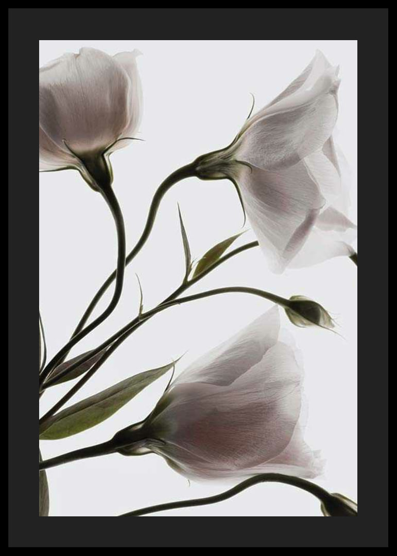 Primo piano fotografico di tre fiori bianchi su uno sfondo chiaro-12