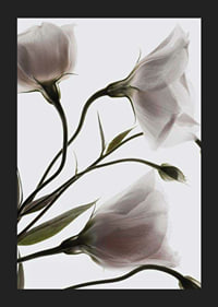 Primo piano fotografico di tre fiori bianchi su uno sfondo chiaro-5