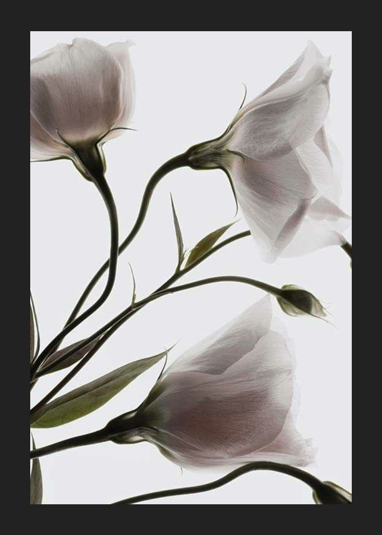 Primo piano fotografico di tre fiori bianchi su uno sfondo chiaro-12