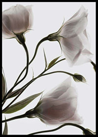 Primo piano fotografico di tre fiori bianchi su uno sfondo chiaro-6