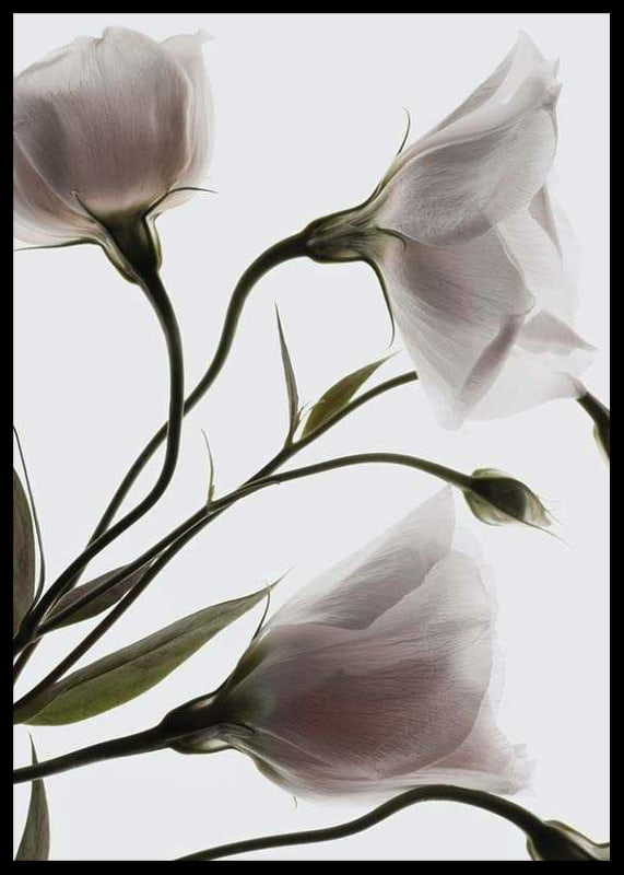 Primo piano fotografico di tre fiori bianchi su uno sfondo chiaro-12