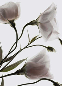 Primo piano fotografico di tre fiori bianchi su uno sfondo chiaro-7