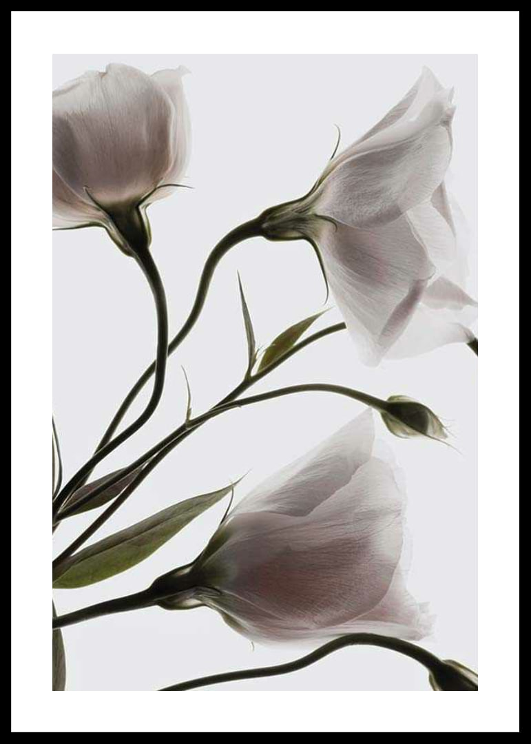 Primo piano fotografico di tre fiori bianchi su uno sfondo chiaro-12
