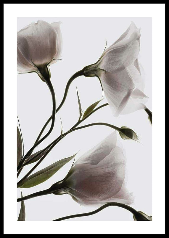 Three White Flowers-12