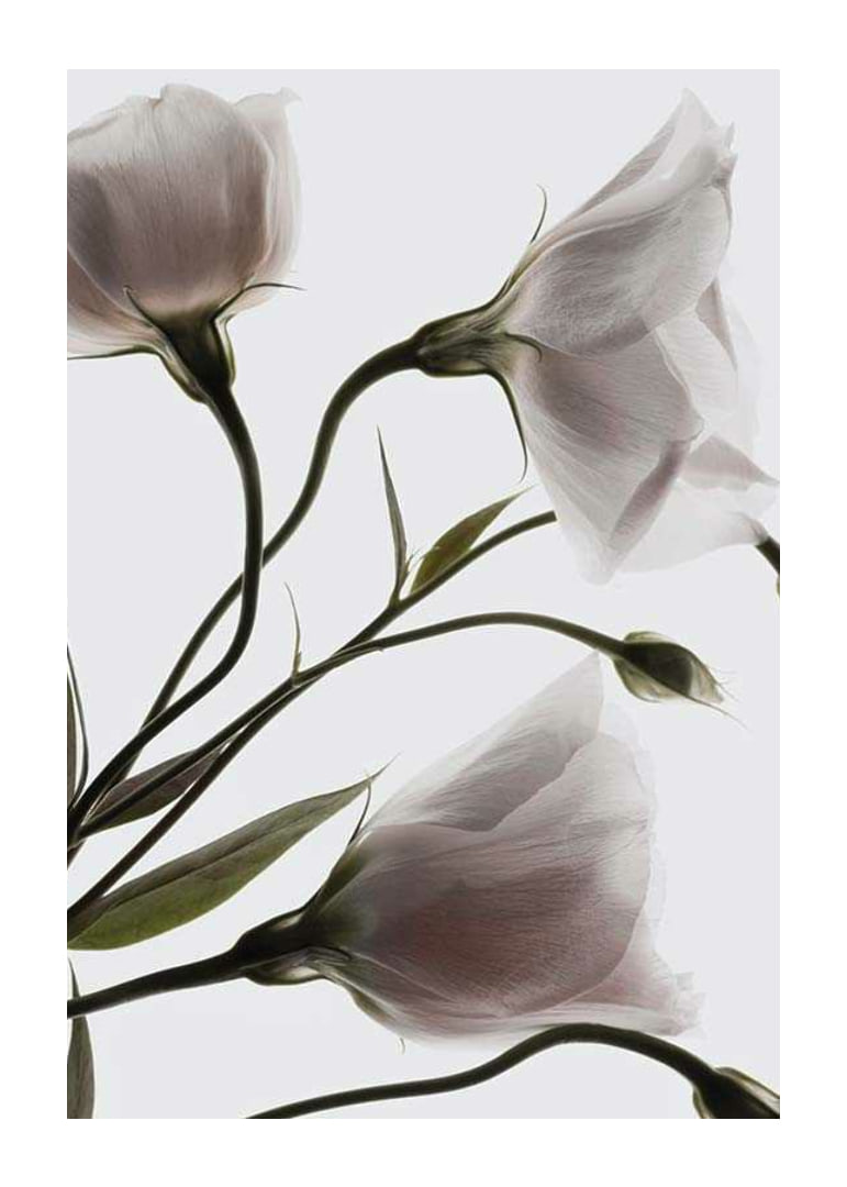Primo piano fotografico di tre fiori bianchi su uno sfondo chiaro-12