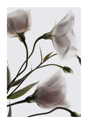 Plagát Three White Flowers
