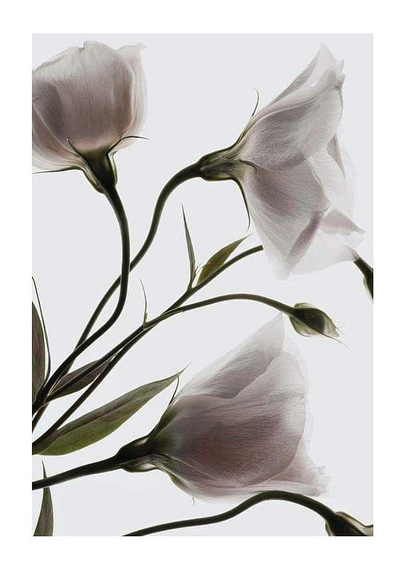 Three White Flowers-12
