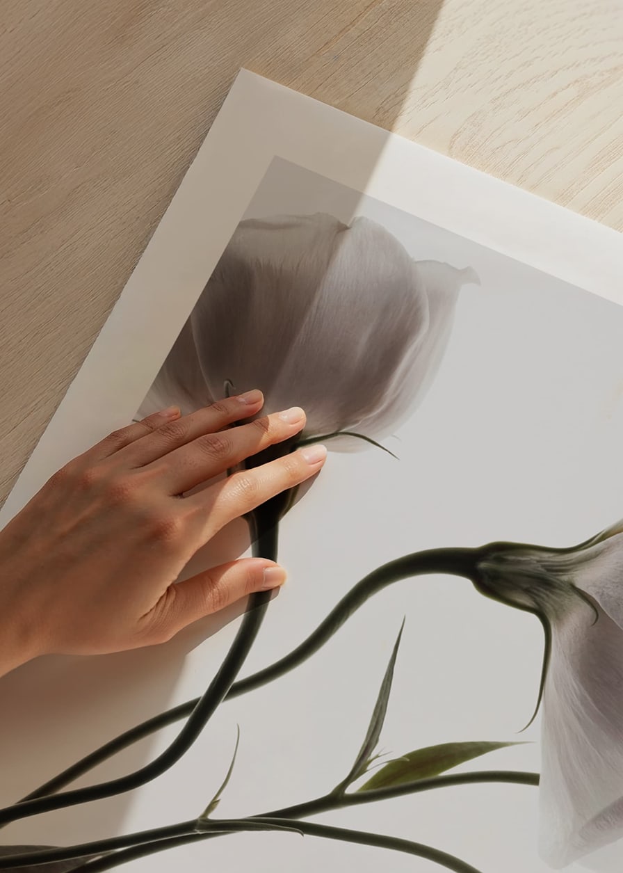 Primo piano fotografico di tre fiori bianchi su uno sfondo chiaro-12