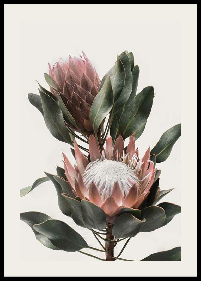 Photograph of two protea flowers with pink petals and green leaves-12