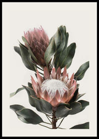 Foto van twee proteabloemen met roze bloemblaadjes en groene bladeren-2