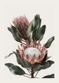 Photograph of two protea flowers with pink petals and green leaves-3