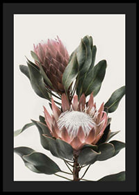 Photograph of two protea flowers with pink petals and green leaves-4