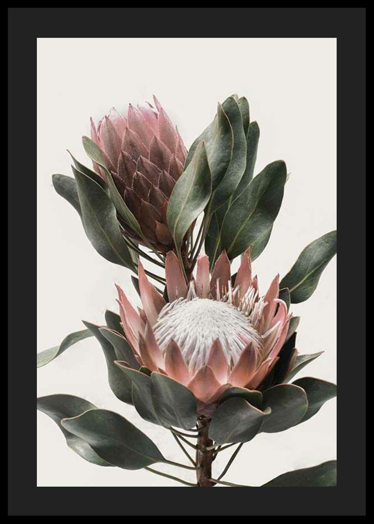 Photograph of two protea flowers with pink petals and green leaves-12