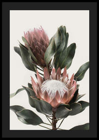 Foto van twee proteabloemen met roze bloemblaadjes en groene bladeren-4