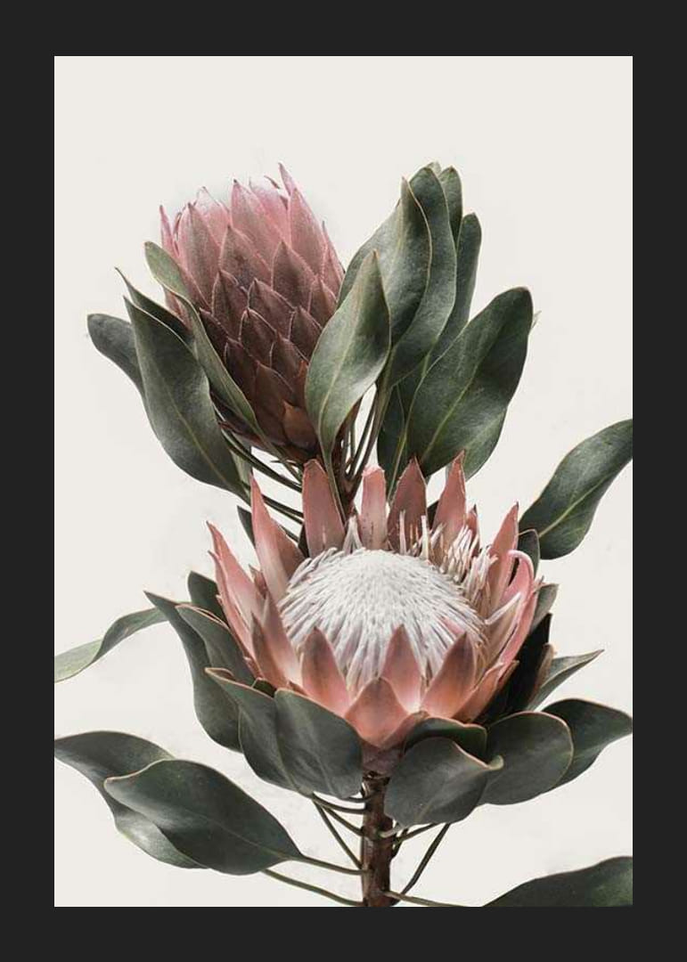 Foto van twee proteabloemen met roze bloemblaadjes en groene bladeren-12