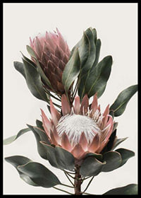 Photograph of two protea flowers with pink petals and green leaves-6